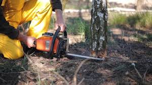 Best Palm Tree Trimming  in Mount Pulaski, IL